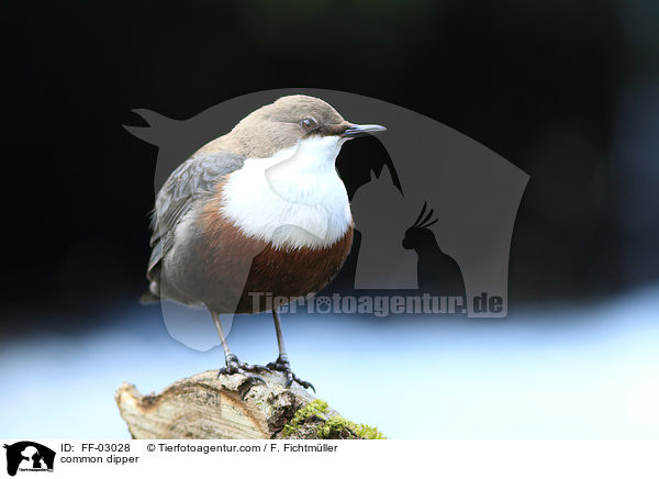 common dipper / FF-03028