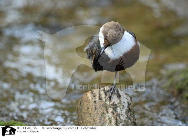 common dipper / FF-03029