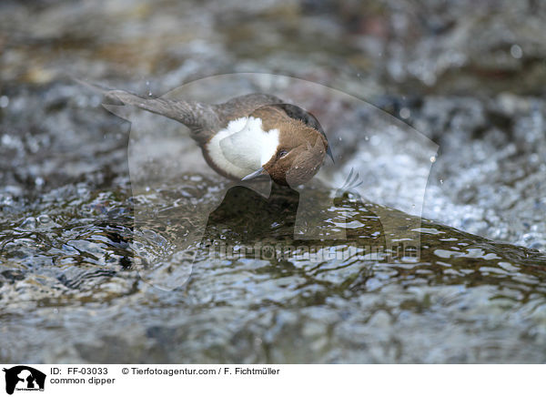 common dipper / FF-03033