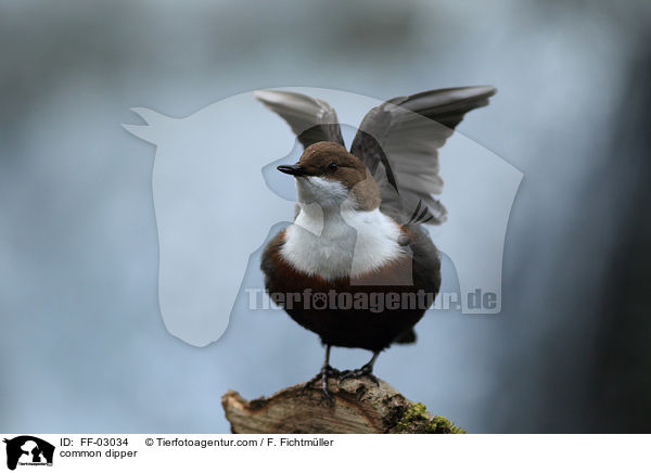 common dipper / FF-03034