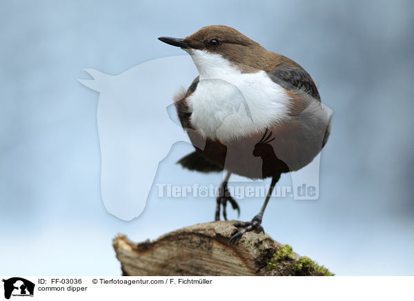 common dipper / FF-03036