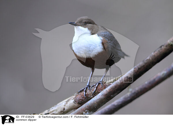 common dipper / FF-03629