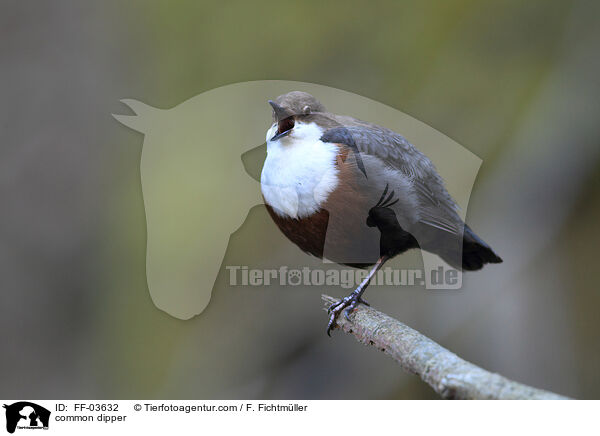 common dipper / FF-03632