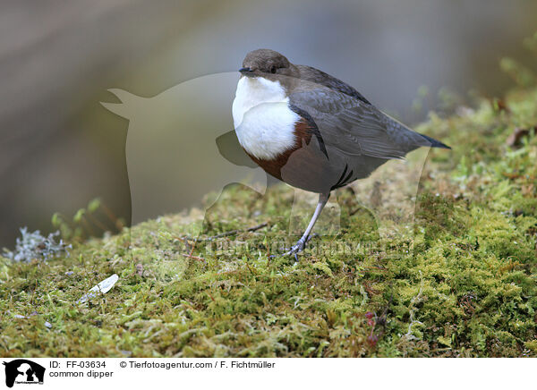 common dipper / FF-03634