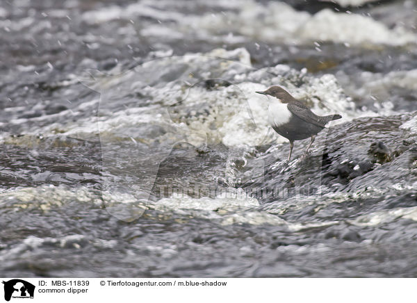 common dipper / MBS-11839