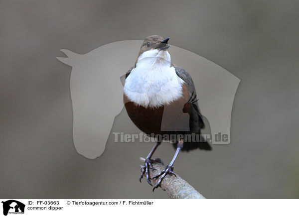 common dipper / FF-03663