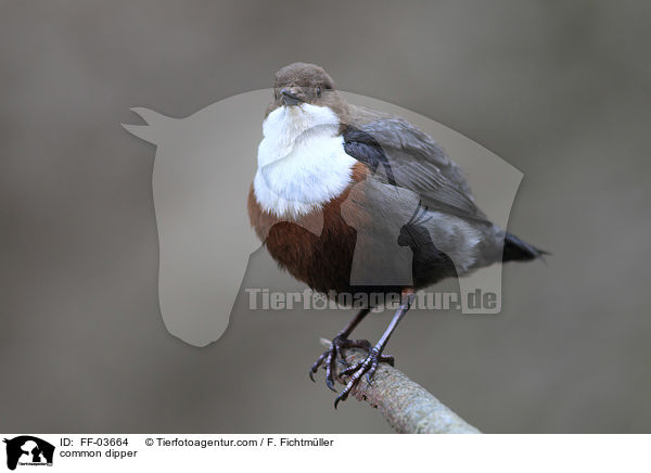 common dipper / FF-03664
