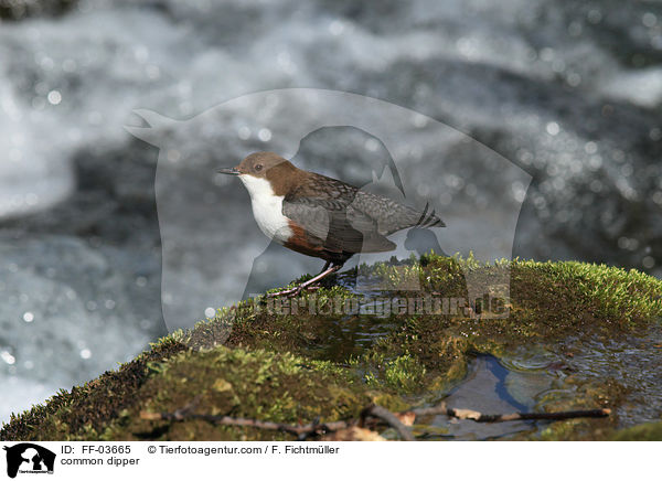 common dipper / FF-03665