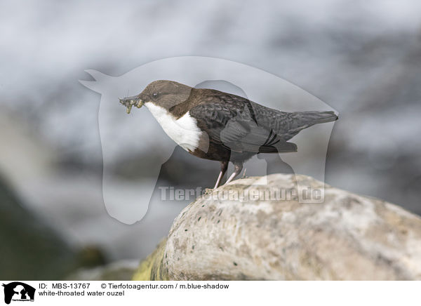 Eurasische Wasseramsel / white-throated water ouzel / MBS-13767