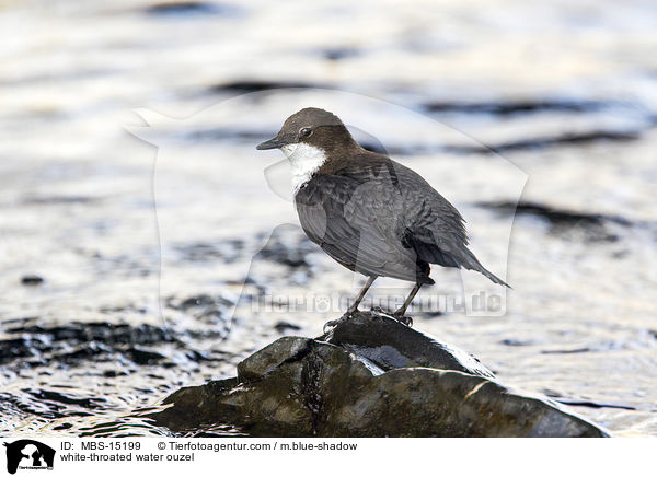 white-throated water ouzel / MBS-15199