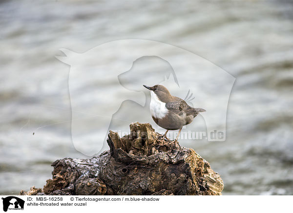 Eurasische Wasseramsel / white-throated water ouzel / MBS-16258