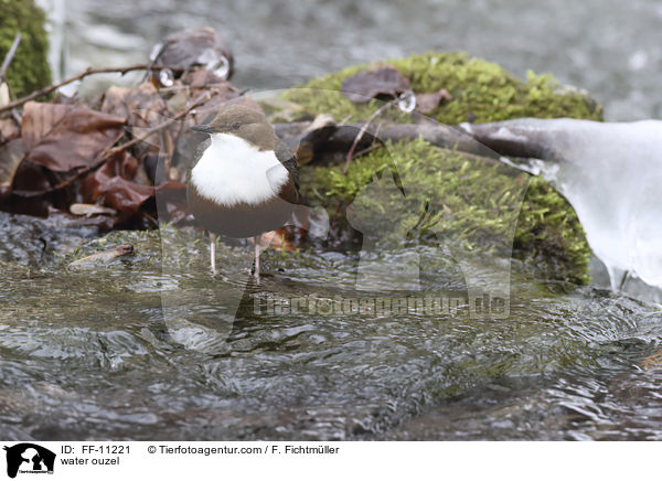 water ouzel / FF-11221