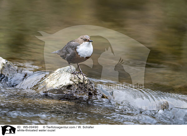 white-throated water ouzel / WS-09490