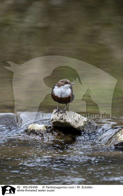 white-throated water ouzel / WS-09496