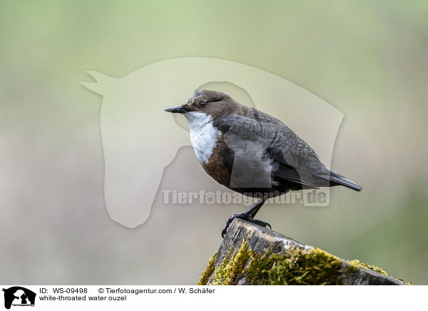 Eurasische Wasseramsel / white-throated water ouzel / WS-09498