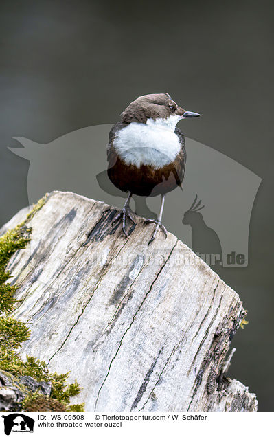 white-throated water ouzel / WS-09508