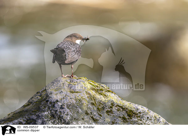 common dipper / WS-09537