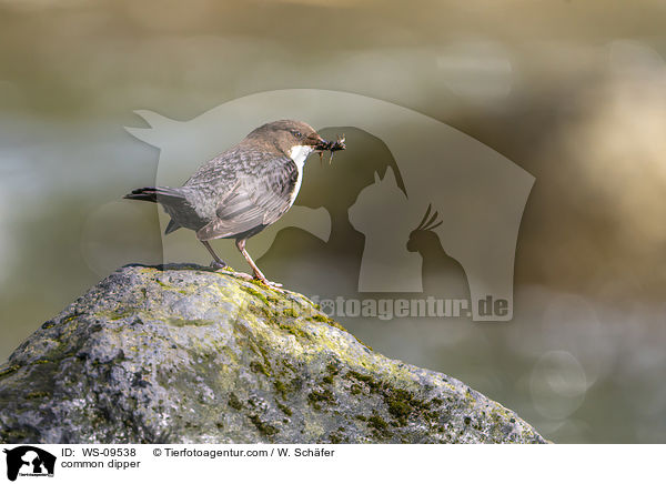 common dipper / WS-09538