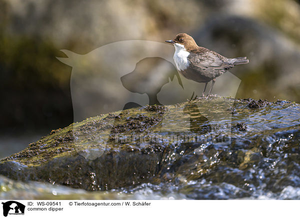 common dipper / WS-09541