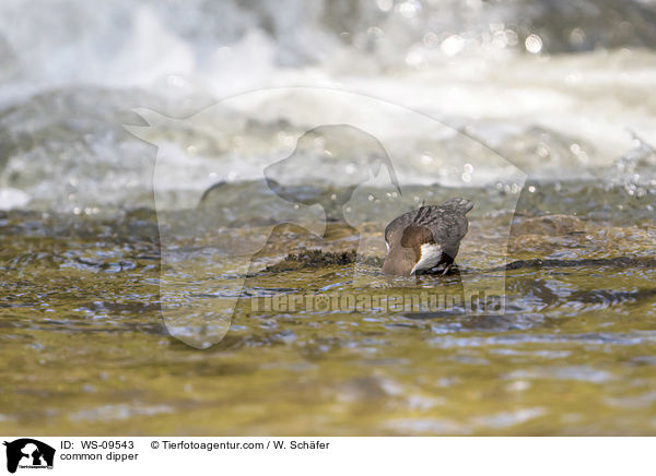 common dipper / WS-09543