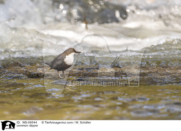 common dipper / WS-09544