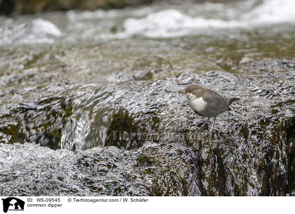 common dipper / WS-09545