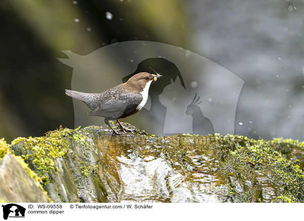 common dipper / WS-09558
