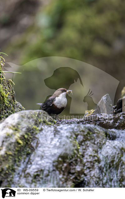 common dipper / WS-09559