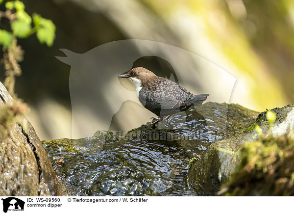 common dipper / WS-09560