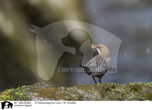 common dipper / WS-09562