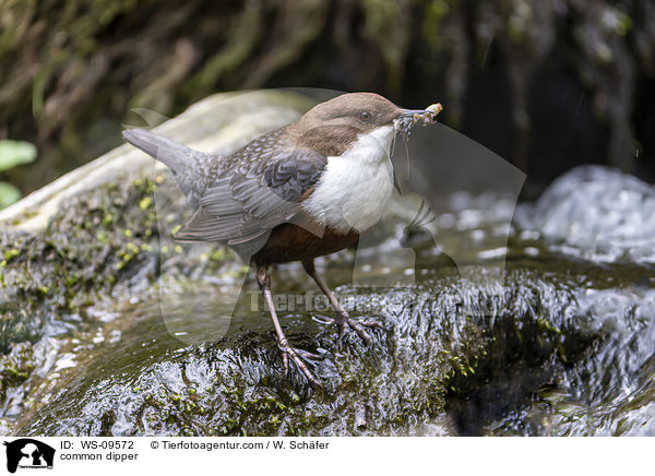 Eurasische Wasseramsel / common dipper / WS-09572