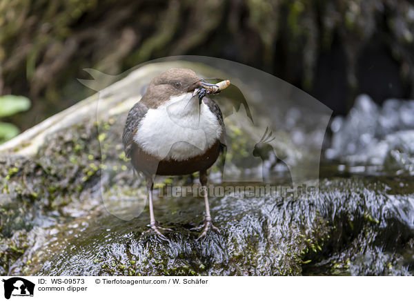 Eurasische Wasseramsel / common dipper / WS-09573