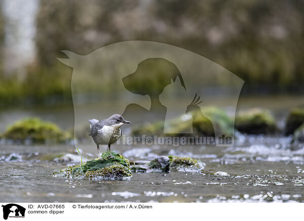 common dipper / AVD-07665