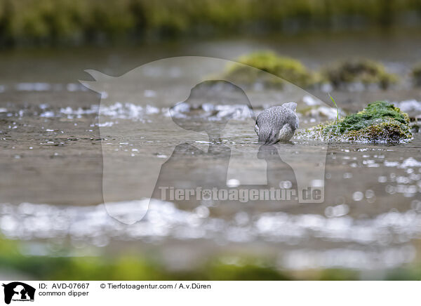 common dipper / AVD-07667