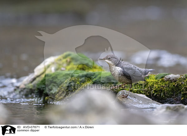 common dipper / AVD-07671