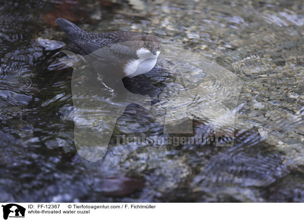 Eurasische Wasseramsel / white-throated water ouzel / FF-12367