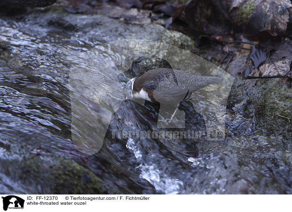 Eurasische Wasseramsel / white-throated water ouzel / FF-12370