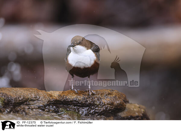 white-throated water ouzel / FF-12375