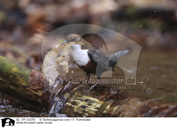 white-throated water ouzel / FF-12376