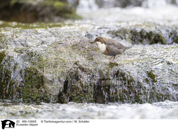 Eurasische Wasseramsel / Eurasian dipper / WS-10685