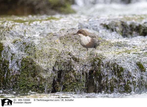 Eurasische Wasseramsel / Eurasian dipper / WS-10686
