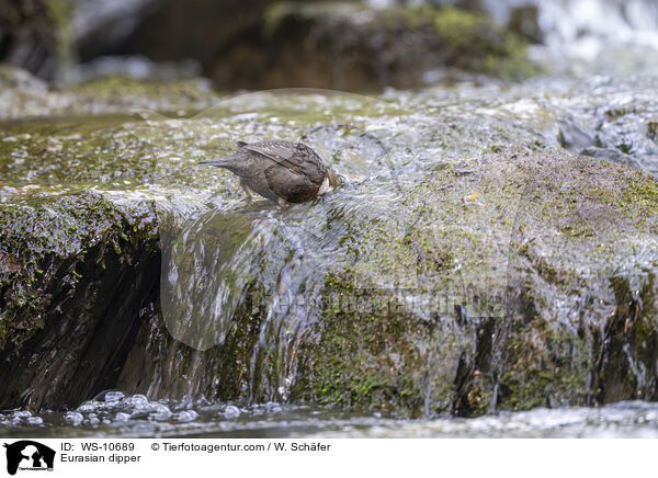 Eurasian dipper / WS-10689