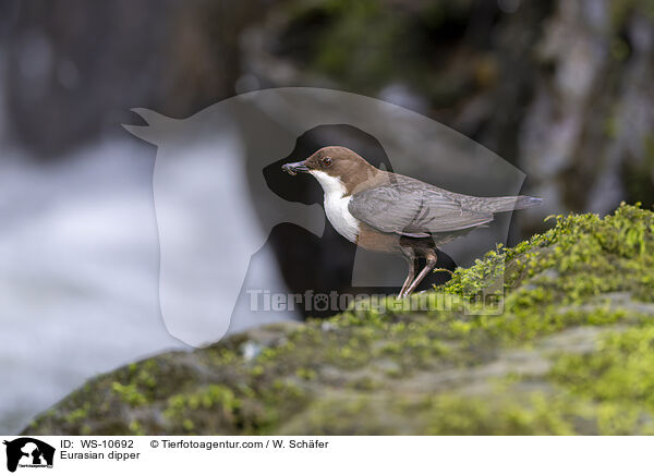 Eurasische Wasseramsel / Eurasian dipper / WS-10692