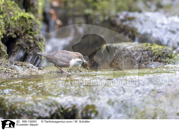 Eurasische Wasseramsel / Eurasian dipper / WS-10693