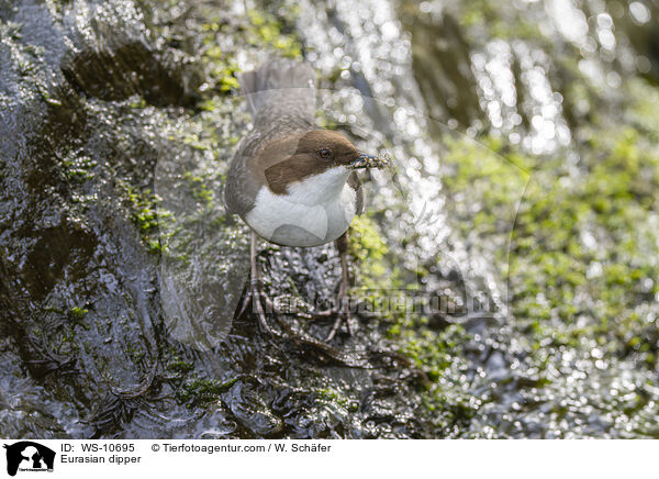 Eurasische Wasseramsel / Eurasian dipper / WS-10695