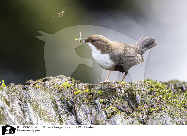 Eurasian dipper / WS-10698