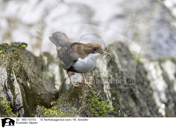 Eurasian dipper / WS-10703