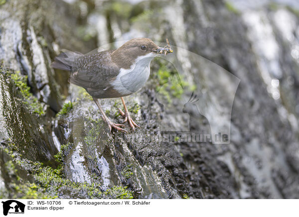 Eurasian dipper / WS-10706
