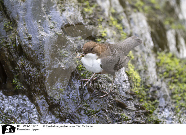 Eurasian dipper / WS-10707