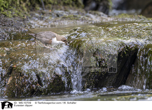 Eurasian dipper / WS-10709
